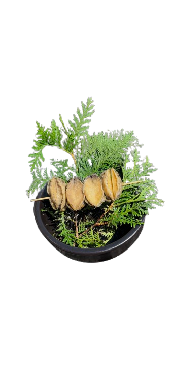 훈제 전복 Smoked Abalone with liver "Ssamjang"